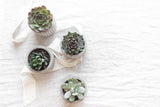 Housewarming Succulent Gift Box with Scented Soy Candle