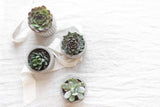 You Got This Succulent Gift Box with Plant Socks