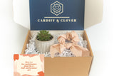Low-Maintenance Succulent Gift Box with Knotted Silk Scrunchie