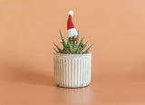 Christmas Tree Succulent Gift Box with Ceramic Plant Mug and Hot Cocoa Bomb